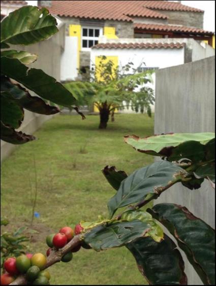 Вилла Casa Auri Faial da Terra Экстерьер фото